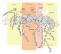 Ant worker morphology