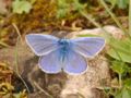 Butterfly''' '''''Polyommatus icarus''''' '''Belgium (nature reserve Furfooz)