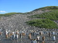 Colony of King Penguins