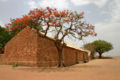 Flame tree in Mali