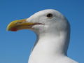 Gull portrait, CA USA