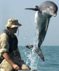 Dolphin with locator beacon