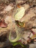 Nepenthes rafflesiana with ant