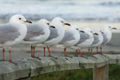Silver gulls in a row, New Zealand