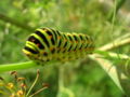 ''Papilio machaon''''' '''caterpillar